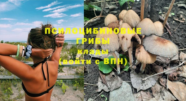 сатива Алагир